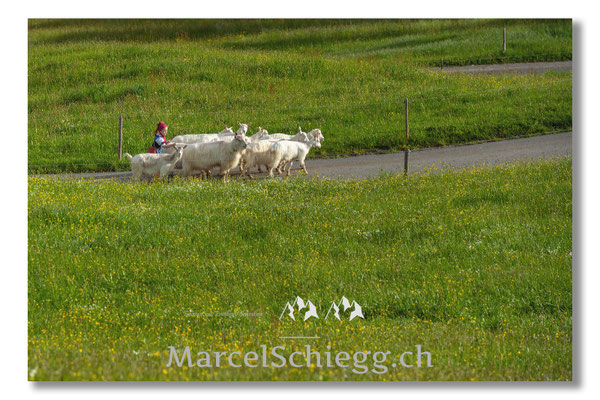 Marcel Schiegg Fotografie, Tradition, Brauchtum, Alpfahrt, Oeberefahre, Appenzell, Appenzellerland, Öberefahre, Alpstein