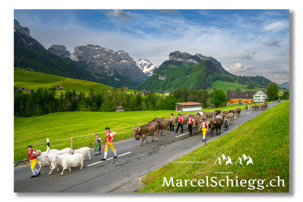 Öberefahre/Alpfahrt Art.-Nr. MZ7-7167/21