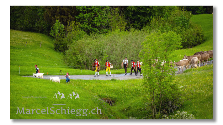 Marcel Schiegg Fotografie, Tradition, Brauchtum, Alpfahrt, Oeberefahre, Appenzell, Appenzellerland, Öberefahre, Alpstein