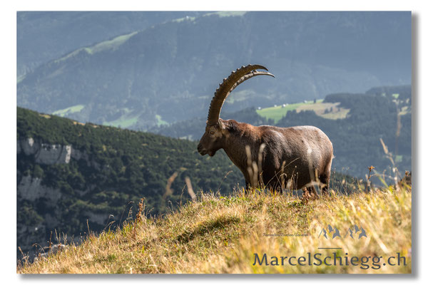 Steinbock/Alpstein Art.-Nr. MZ7-8063