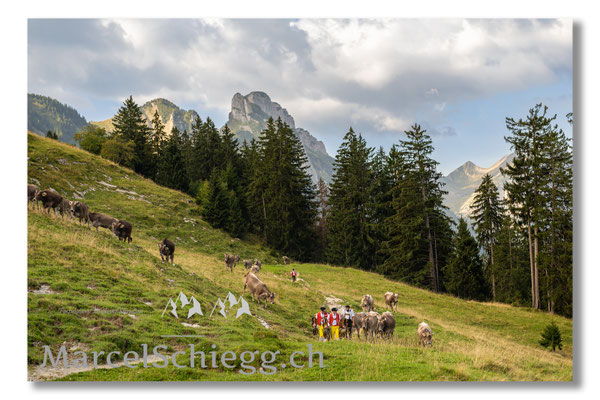 Marcel Schiegg Fotografie, Tradition, Brauchtum, Alpfahrt, Oeberefahre, Appenzell, Appenzellerland, Öberefahre, Alpstein