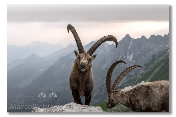 Steinbock/Alpstein Art.-Nr. MZ7-7165