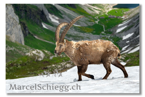 Marcel Schiegg, Marcel Schiegg Fotografie, Alpensteinbock, Steinbock, Wildtiere