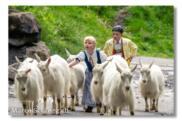 Marcel Schiegg Fotografie, Alpstein, Seealp, Tradition, Brauchtum, Alpfahrt, Oeberefahre, Appenzell, Ziegen