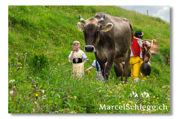 Öberefahre/Alpfahrt Art.-Nr. MZ7-3791/25