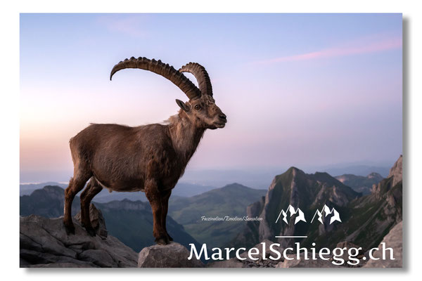 Steinbock/Alpstein Art.-Nr. MZ8-5693/25