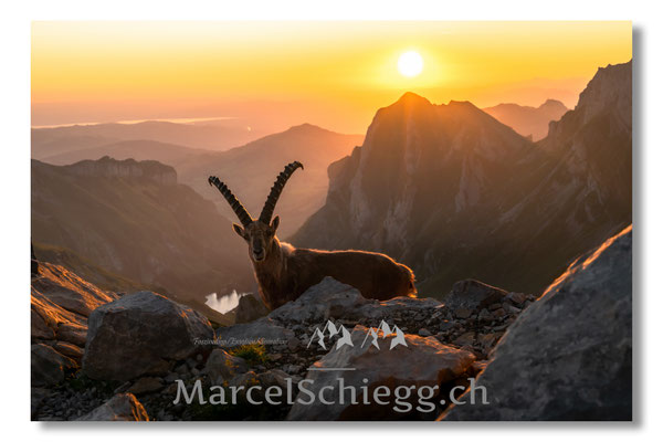 Marcel Schiegg, Marcel Schiegg Fotografie, Alpensteinbock, Steinbock, Wildtiere, Alpstein, Sonnenaufgang