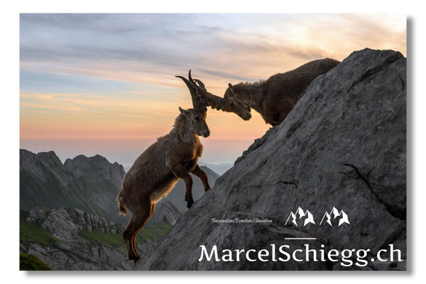 Steinbock/Alpstein Art.-Nr. MZ8-5352/25