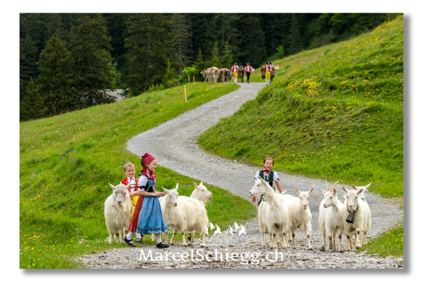 Marcel Schiegg Fotografie, Tradition, Brauchtum, Alpfahrt, Oeberefahre, Appenzell, Appenzellerland, Öberefahre, Alpstein