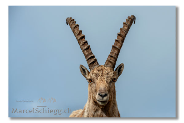 Steinbock/Alpstein Art.-Nr. MS8-1431