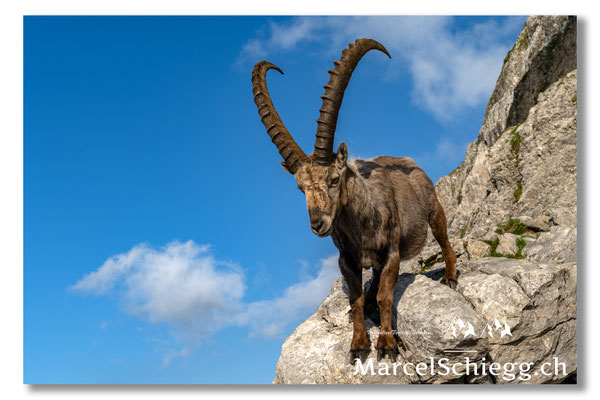Steinbock/Alpstein Art.-Nr. MZ7-0566