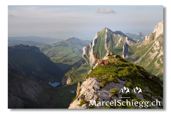 Marcel Schiegg Fotografie, Marcel Schiegg, Meglisalp, Berggasthaus Meglisalp, Seealpsee, Alpensteinbock, Alpstein