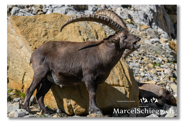 Marcel Schiegg, Marcel Schiegg Fotografie, Alpensteinbock, Steinbock, Wildtiere