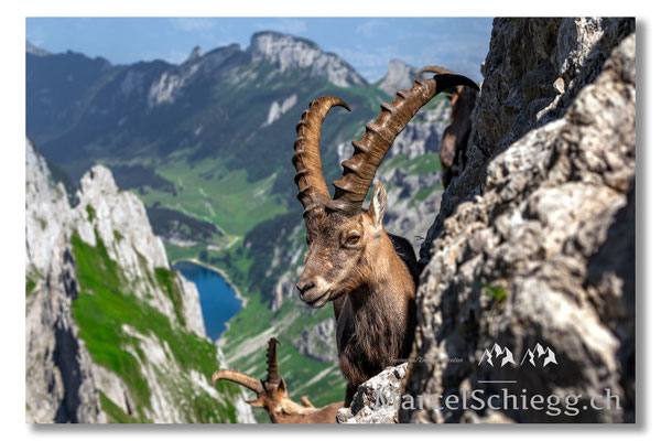 Steinbock/Alpstein Art.-Nr. MZ7-7386