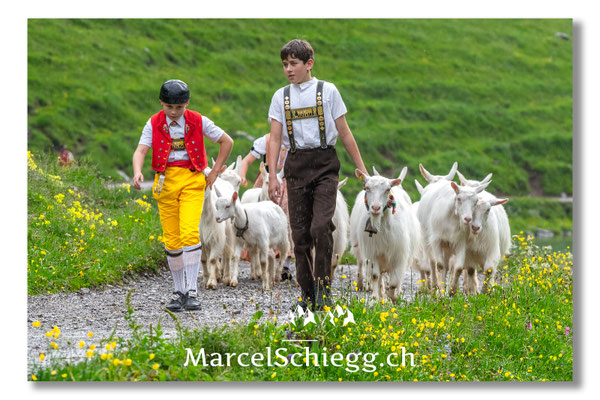 Öberefahre/Alpfahrt Art.-Nr. MS5-0598