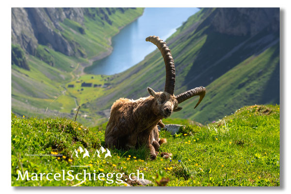 Marcel Schiegg, Marcel Schiegg Fotografie, Alpensteinbock, Steinbock, Wildtiere