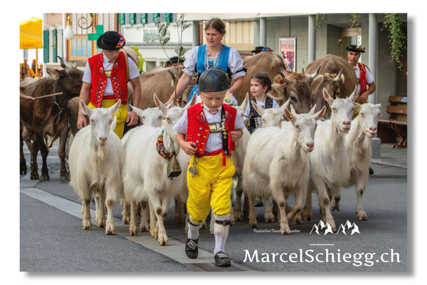 Marcel Schiegg Fotografie, Seealp, Hauptgasse, Tradition, Brauchtum, Alpfahrt, Oeberefahre, Appenzell, Ziegen