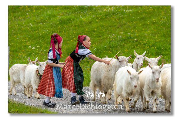 Marcel Schiegg Fotografie, Tradition, Brauchtum, Alpfahrt, Oeberefahre, Appenzell, Appenzellerland, Öberefahre, Alpstein