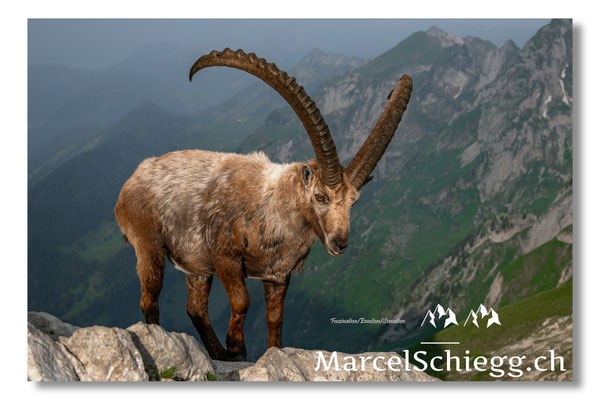 Steinbock/Alpstein Art.-Nr. MZ8-4699/25