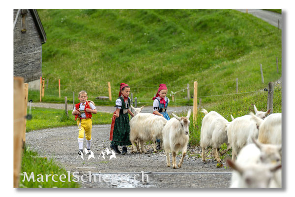 Marcel Schiegg Fotografie, Tradition, Brauchtum, Alpfahrt, Oeberefahre, Appenzell, Appenzellerland, Öberefahre, Alpstein