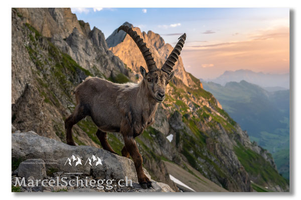 Steinbock/Alpstein Art.-Nr. MZ7-7205