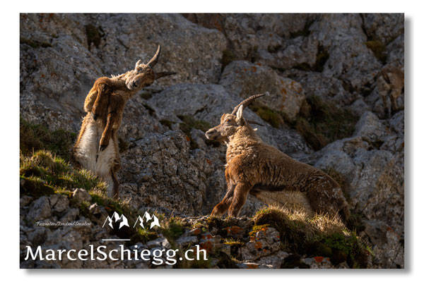 Marcel Schiegg, Marcel Schiegg Fotografie, Alpensteinbock, Steinbock, Wildtiere, Alpstein