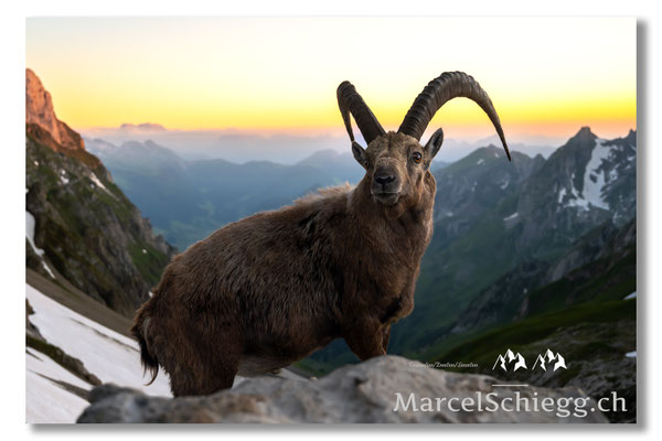 Marcel Schiegg, Marcel Schiegg Fotografie, Alpensteinbock, Steinbock, Wildtiere