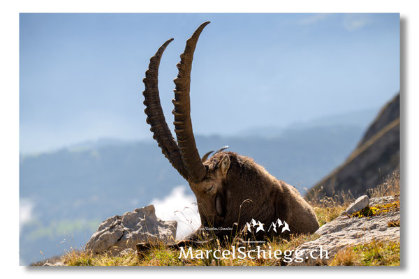 Marcel Schiegg, Marcel Schiegg Fotografie, Alpensteinbock, Steinbock, Wildtiere, Alpstein, Herbst