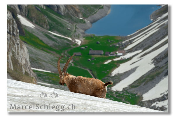 Marcel Schiegg, Marcel Schiegg Fotografie, Alpensteinbock, Steinbock, Wildtiere