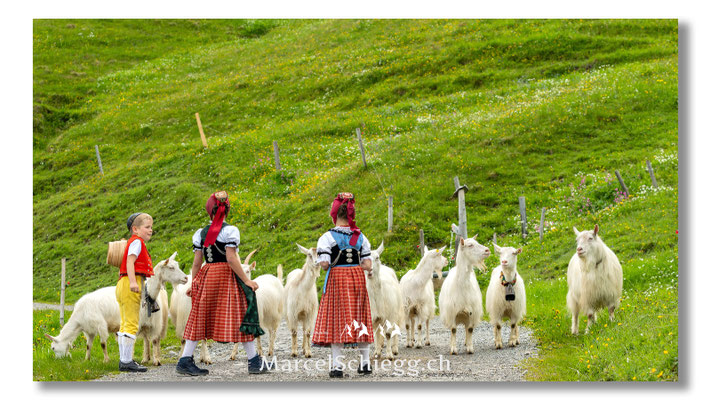 Marcel Schiegg Fotografie, Tradition, Brauchtum, Alpfahrt, Oeberefahre, Appenzell, Appenzellerland, Öberefahre, Alpstein