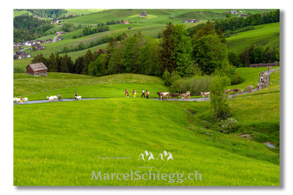 Marcel Schiegg Fotografie, Tradition, Brauchtum, Alpfahrt, Oeberefahre, Appenzell, Appenzellerland, Öberefahre, Alpstein