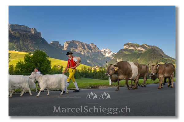 Marcel Schiegg Fotografie, Tradition, Brauchtum, Alpfahrt, Oeberefahre, Appenzell, Appenzellerland, Öberefahre, Alpstein