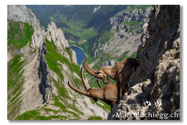 Steinbock/Alpstein Art.-Nr. MZ7-7313