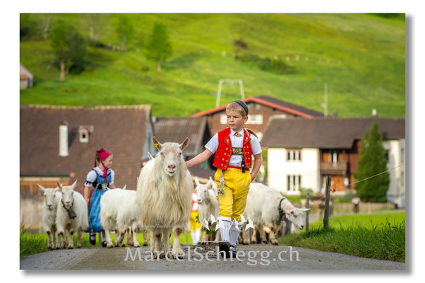 Marcel Schiegg Fotografie, Tradition, Brauchtum, Alpfahrt, Oeberefahre, Appenzell, Appenzellerland, Öberefahre, Ziegenbock
