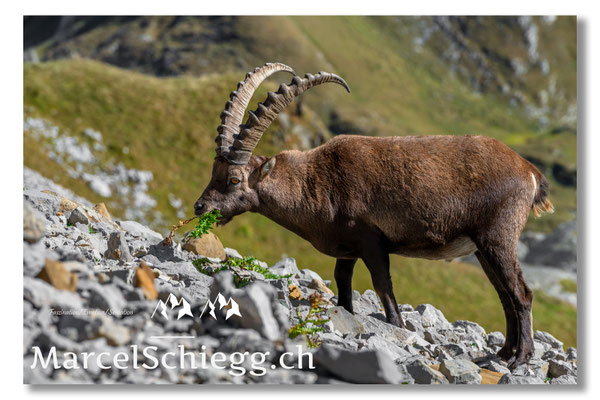 Marcel Schiegg, Marcel Schiegg Fotografie, Alpensteinbock, Steinbock, Wildtiere