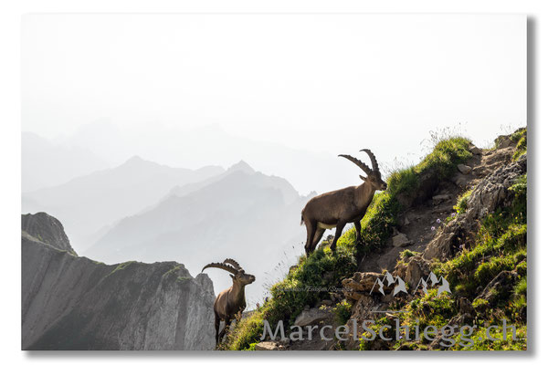 Steinbock/Alpstein Art.-Nr. MZ7-2105