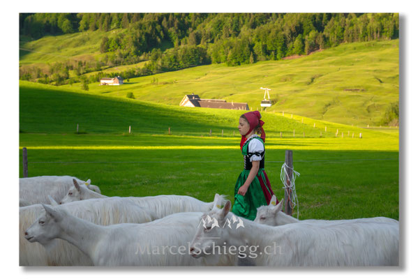 Marcel Schiegg Fotografie, Tradition, Brauchtum, Alpfahrt, Oeberefahre, Appenzell, Appenzellerland, Öberefahre, Alpstein
