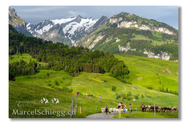 Marcel Schiegg Fotografie, Tradition, Brauchtum, Alpfahrt, Oeberefahre, Appenzell, Appenzellerland, Öberefahre, Alpstein, Säntis