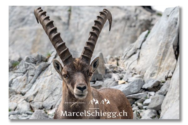 Steinbock/Alpstein Art.-Nr. MS5-3940