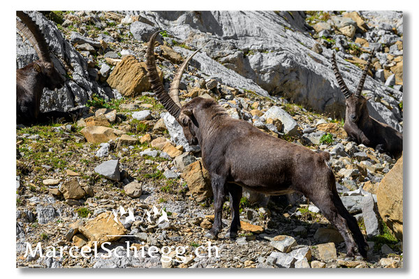 Steinbock/Alpstein Art.-Nr. MZ7-8563