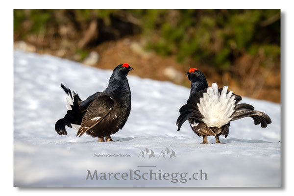 Marcel Schiegg, Marcel Schiegg Fotografie, Birkhuhn, Birkhuhnbalz, Balzplatz, Balzzeit, Wildtiere, Alpstein