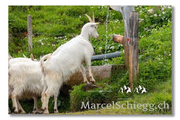 Marcel Schiegg Fotografie, Tradition, Brauchtum, Alpfahrt, Oeberefahre, Appenzell, Appenzellerland, Öberefahre, Alpstein