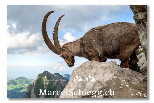 Steinbock/Alpstein Art.-Nr. MZ7-8876/21