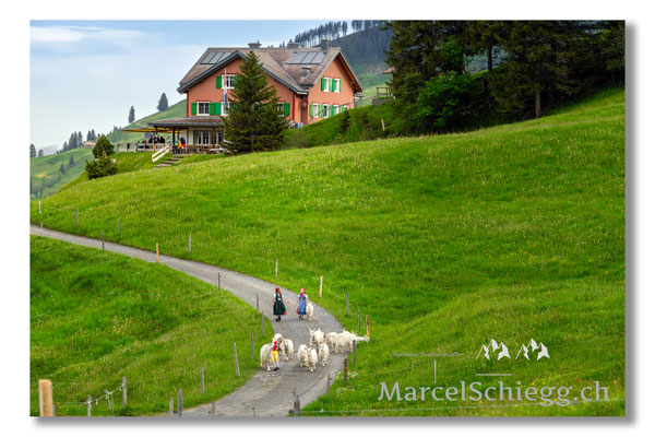 Marcel Schiegg Fotografie, Tradition, Brauchtum, Alpfahrt, Oeberefahre, Appenzell, Appenzellerland, Öberefahre, Alpstein, Berggasthaus Ruhesitz