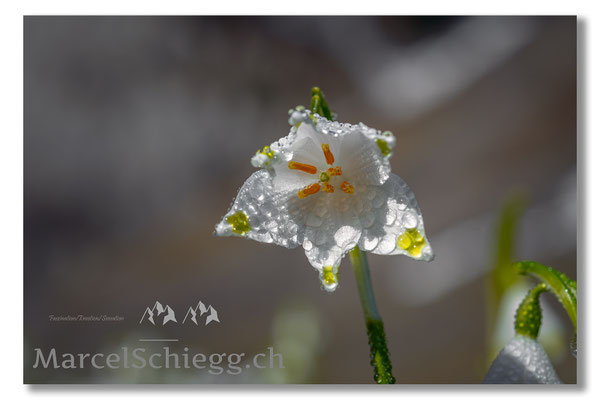 Seealpsee Art.-Nr. MS5-4346