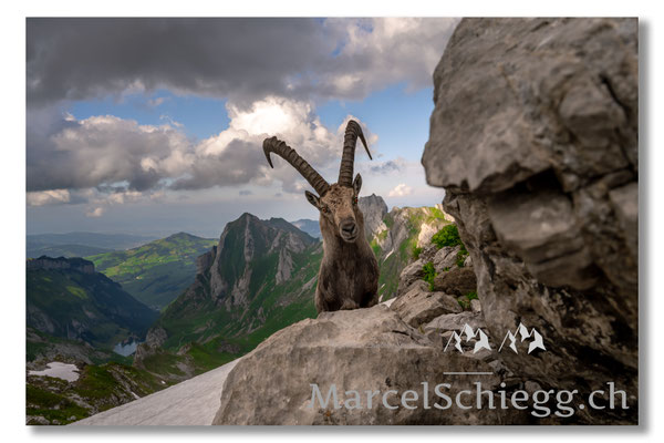 Steinbock/Alpstein Art.-Nr. MZ7-8998