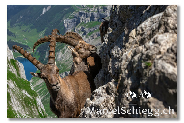 Steinbock/Alpstein Art.-Nr. MZ7-7389