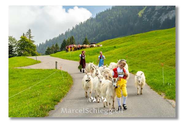 Marcel Schiegg Fotografie, Tradition, Brauchtum, Alpfahrt, Oeberefahre, Appenzell, Appenzellerland, Öberefahre, Alpstein