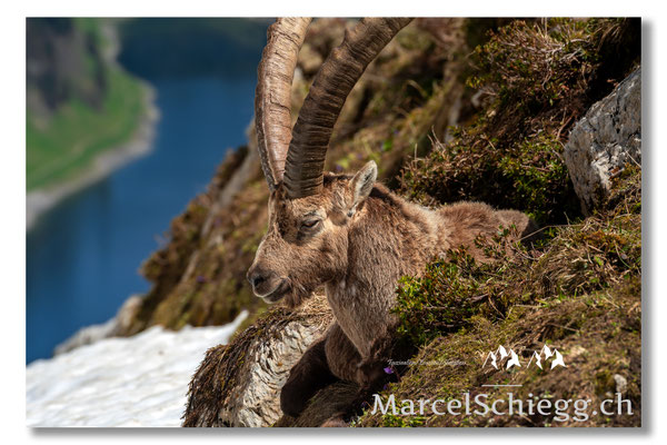Steinbock/Alpstein Art.-Nr. MS5-4661