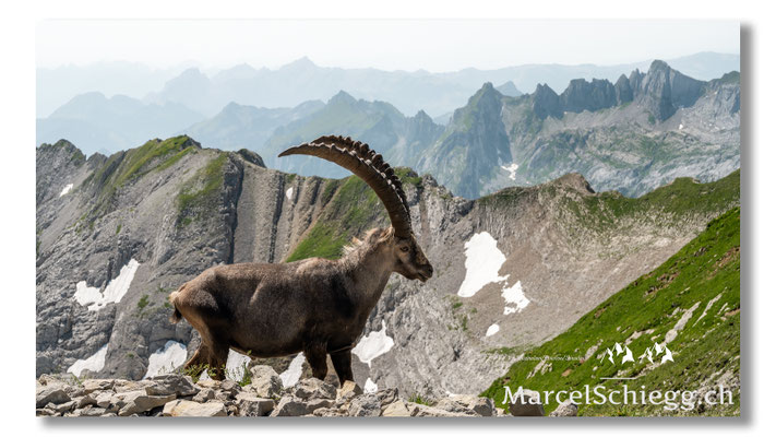 Marcel Schiegg, Marcel Schiegg Fotografie, Alpensteinbock, Steinbock, Wildtiere